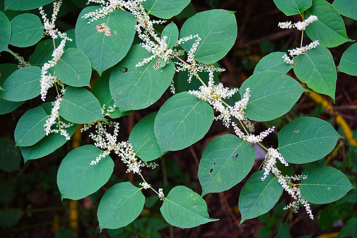Concerned about invasive weeds on your land?  Time is of the essence!