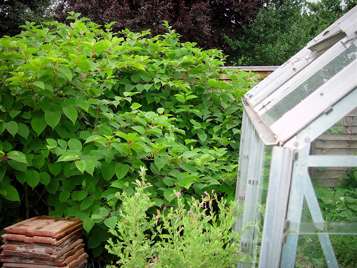 Why you shouldn’t – ever – tackle Japanese Knotweed yourself