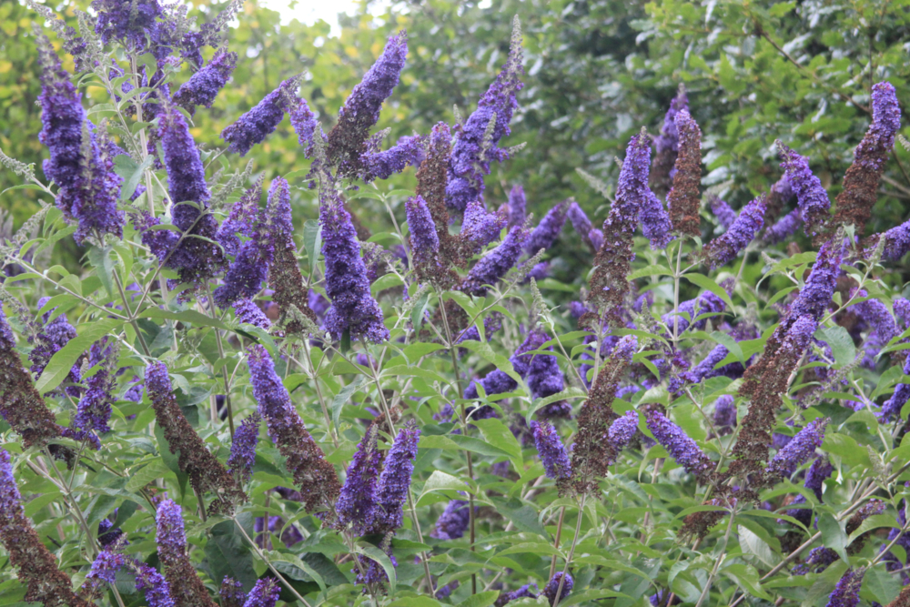 Image of Purple sap of Japanese knotweed