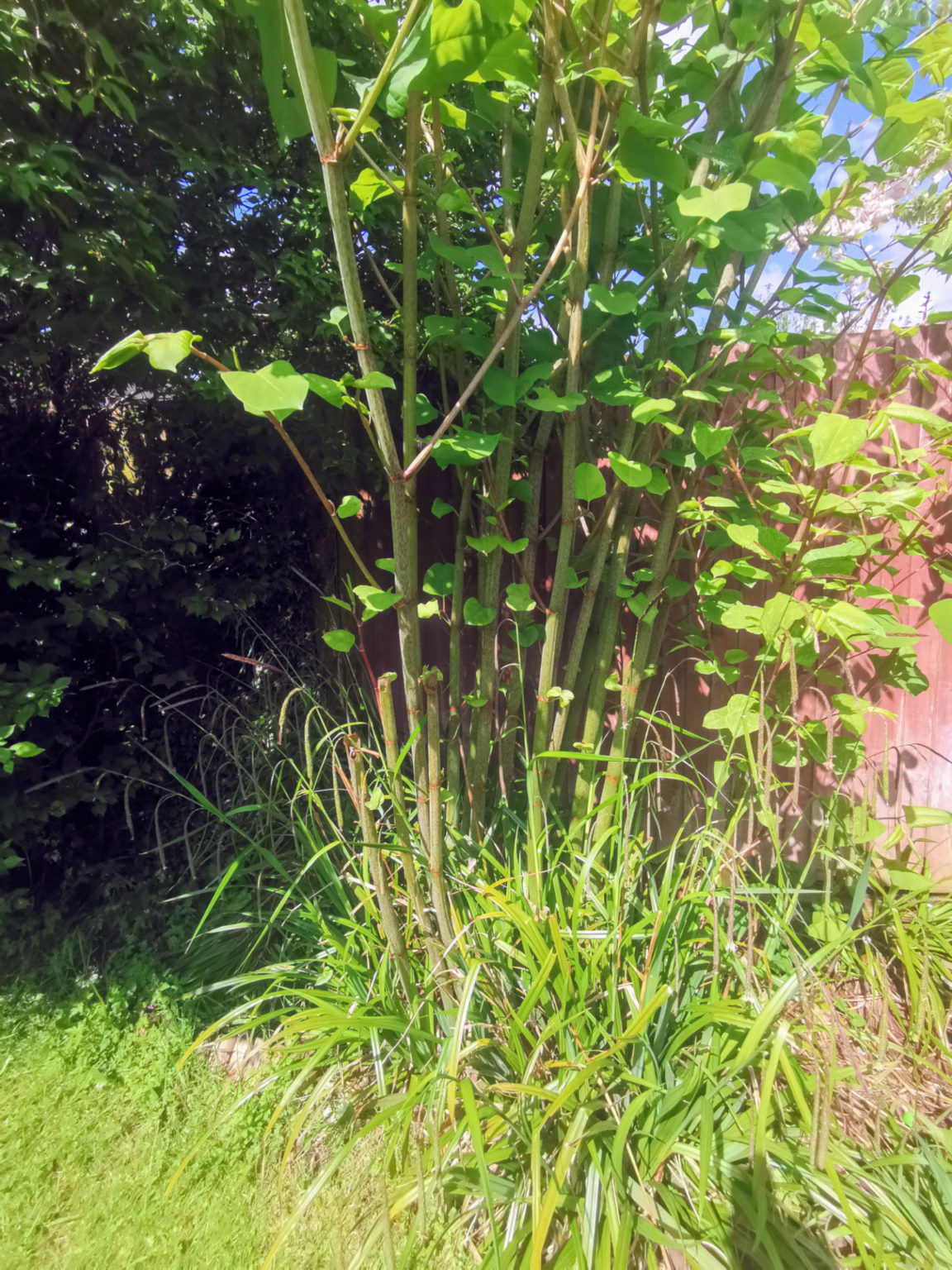 The Japanese Knotweed Growing Season In Full Swing What Do You Need To Know Inspectas