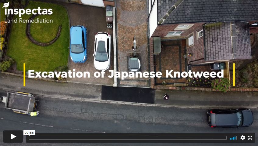 A bird’s eye view of how we tackle Japanese Knotweed