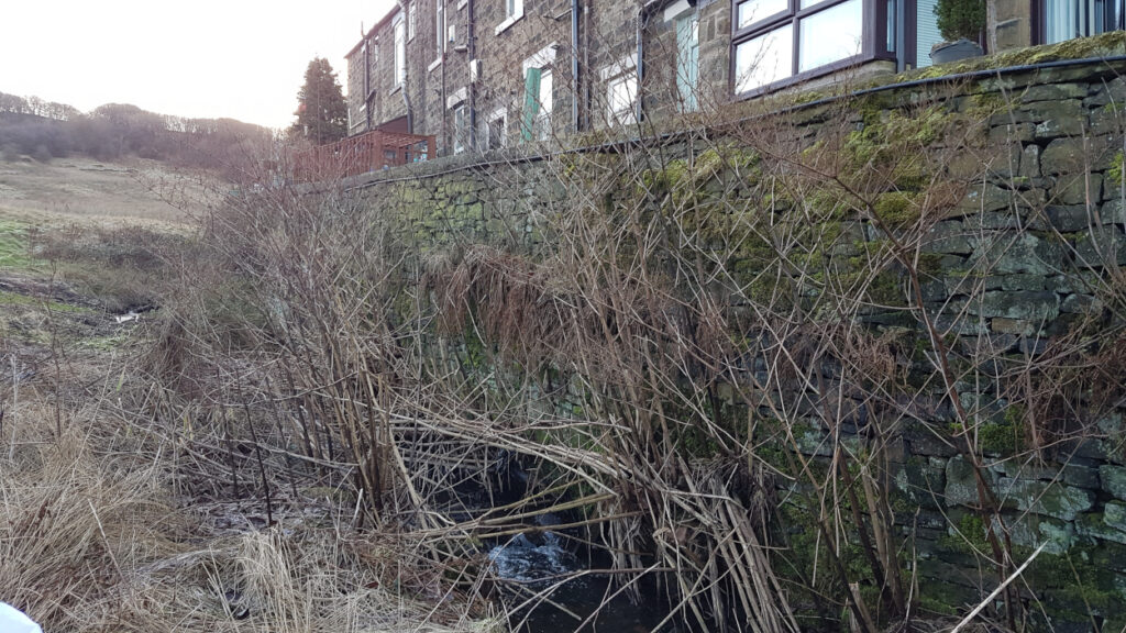 Knotweed in winter on house