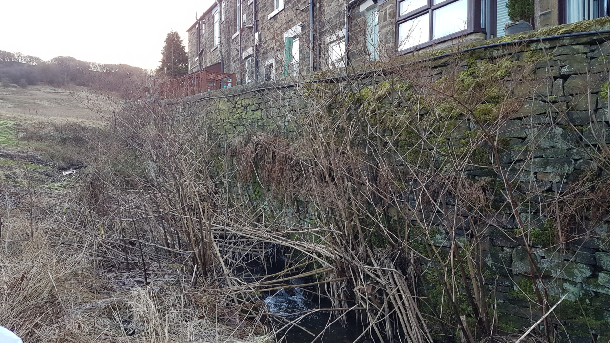Identification of Japanese Knotweed through the winter months