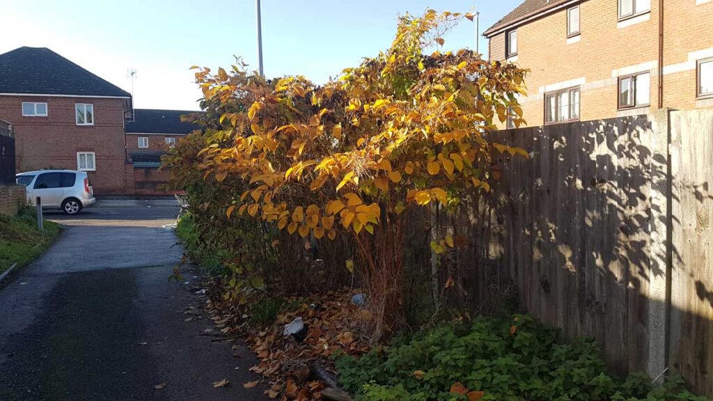 Japanese Knotweed in the Autumn
