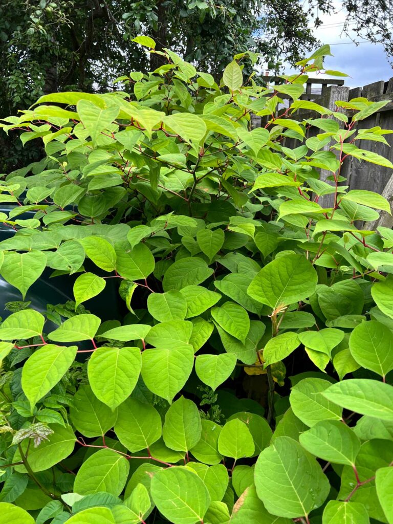 Japanese Knotweed in the Summer
