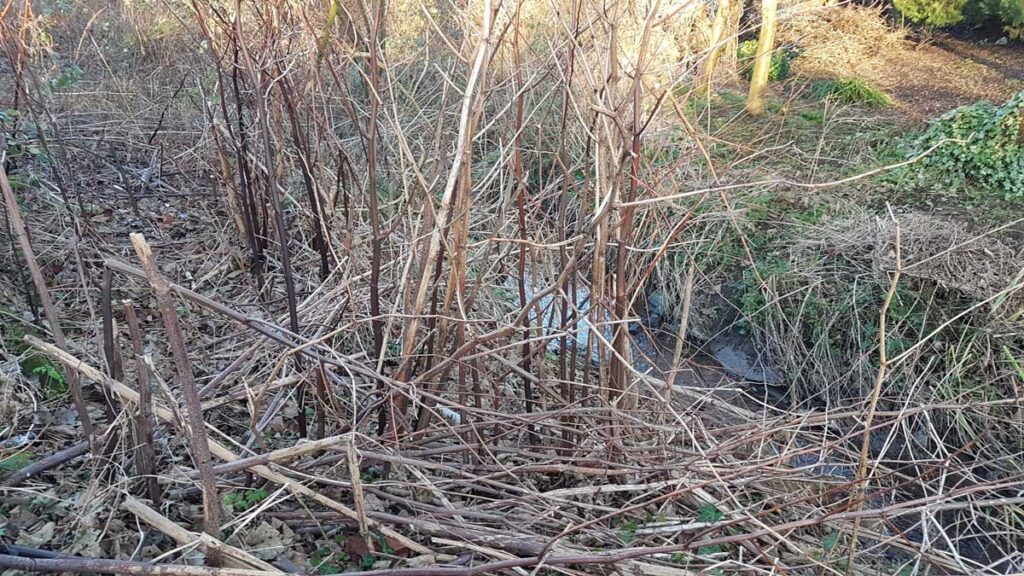Japanese Knotweed in the Winter