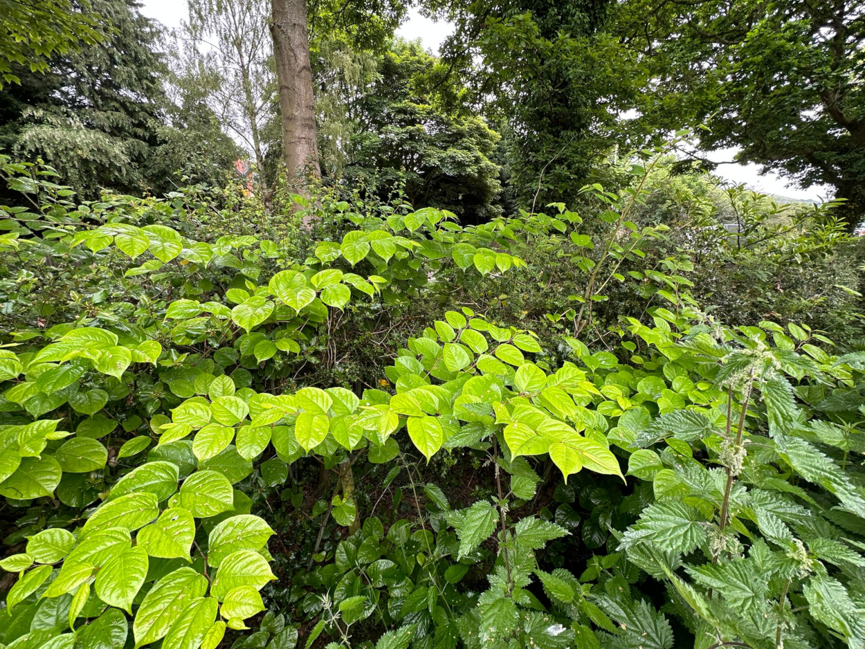 Why is Japanese Knotweed such a threat?