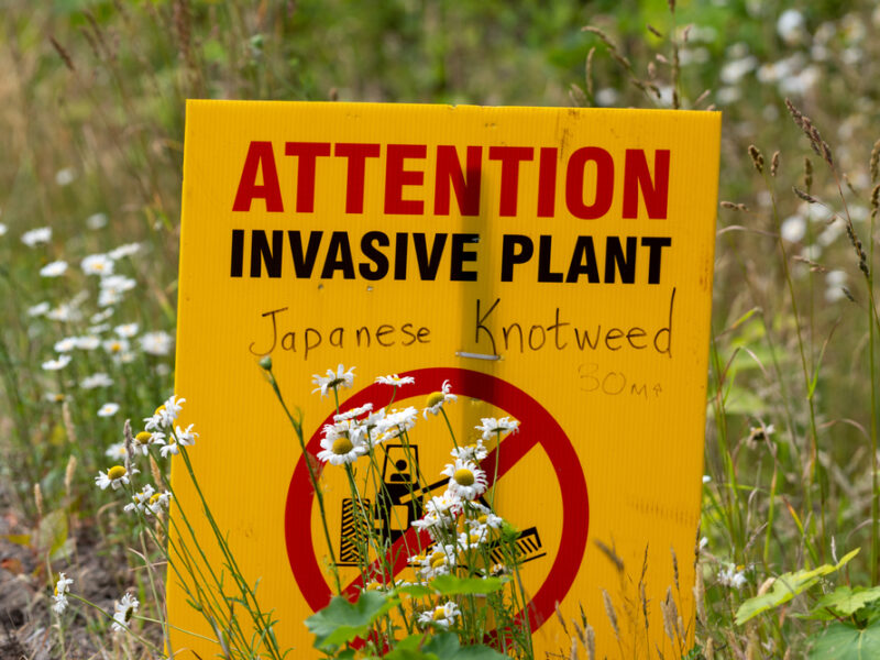 Is it Illegal to Have Japanese Knotweed on Your Land?