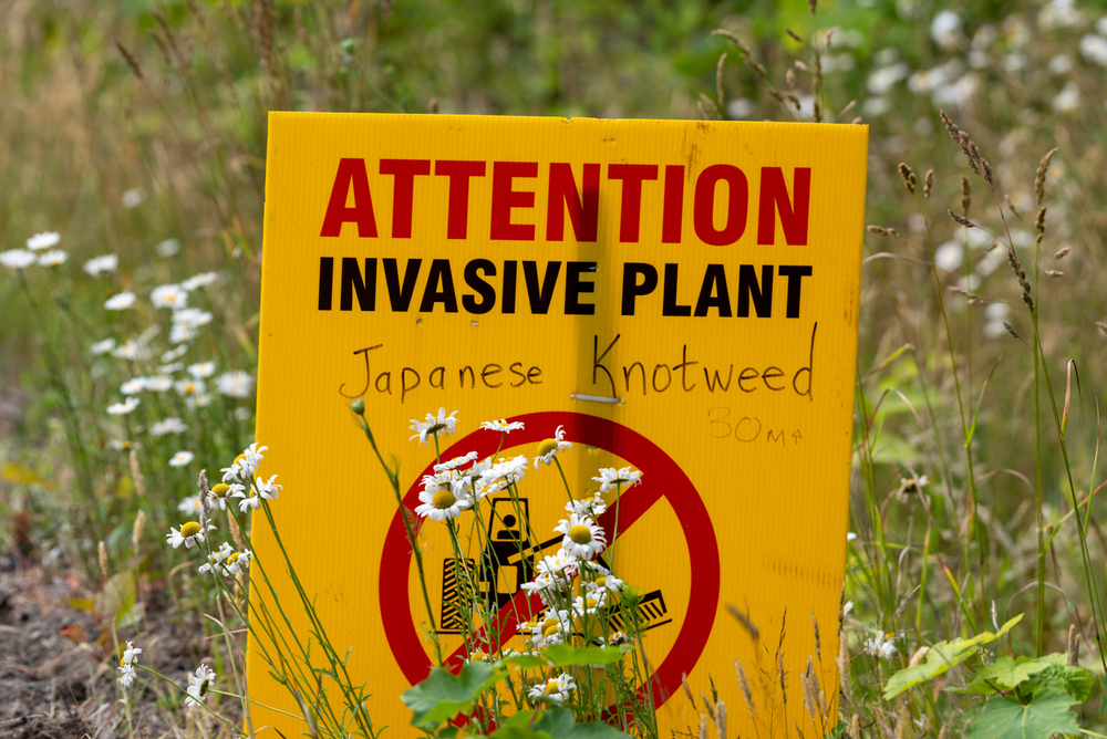 Is it illegal to have Japanese Knotweed on your land?